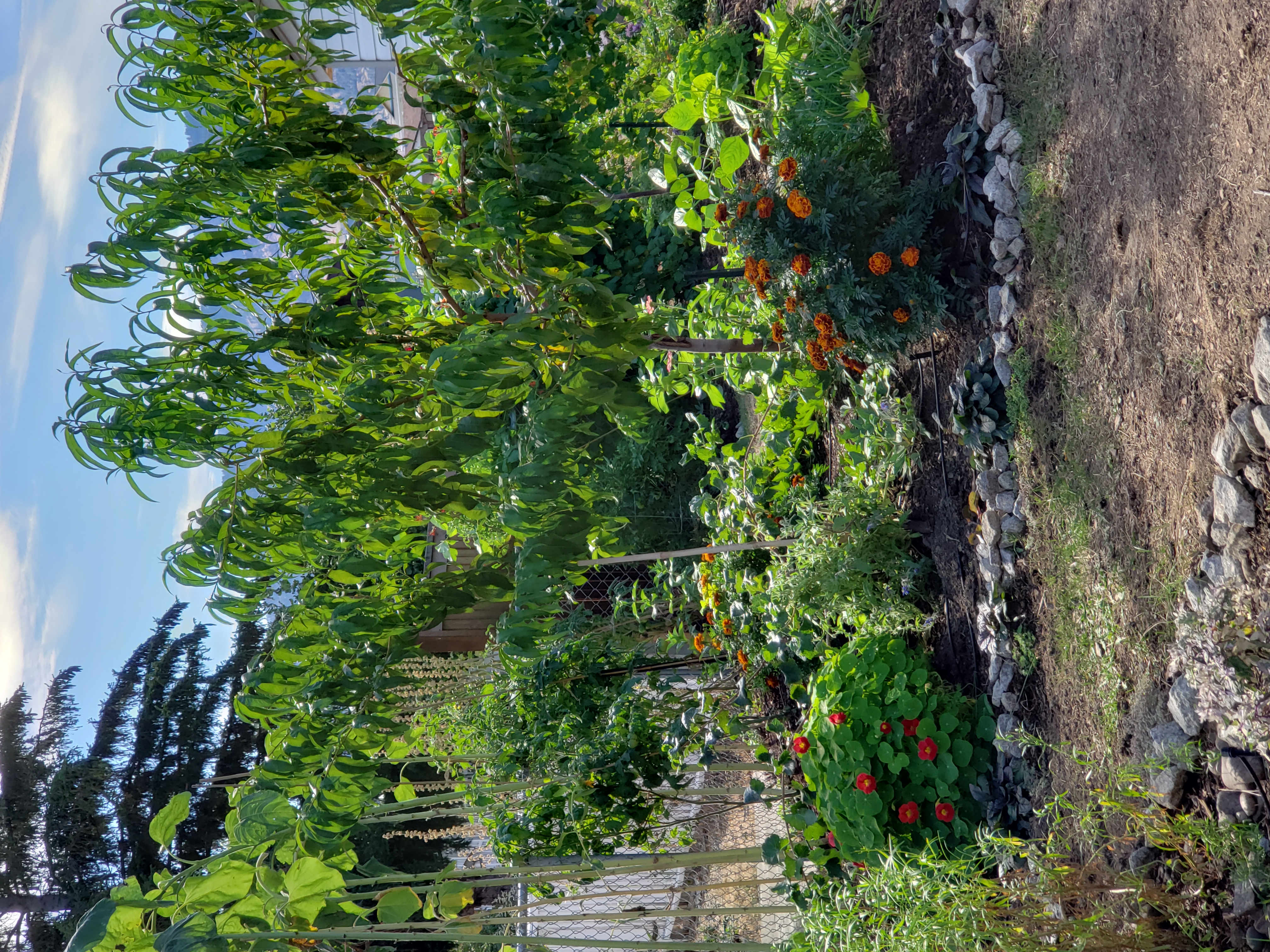 Backyard Food Forest experience — wandering a lush, abundant permaculture garden